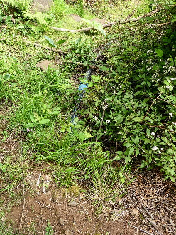 11.05.2019 Levadasuche in Gaula — Zurück nach Pico de Gaula — Foto 5