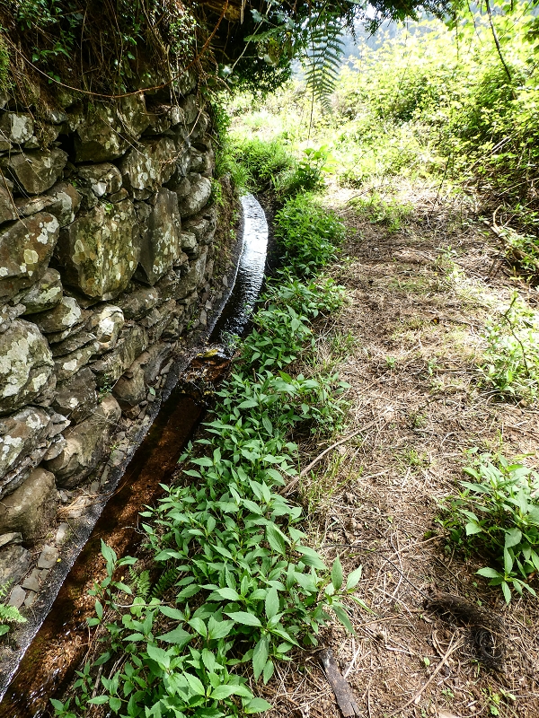 11.05.2019 Levadasuche in Gaula — Zurück nach Pico de Gaula — Foto 6