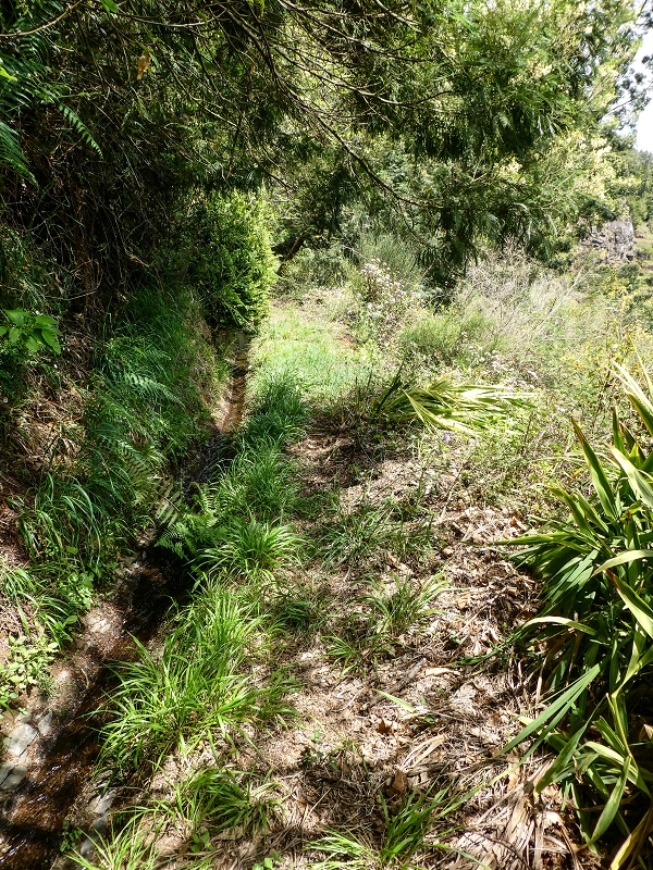 11.05.2019 Levadasuche in Gaula — Zurück nach Pico de Gaula — Foto 7