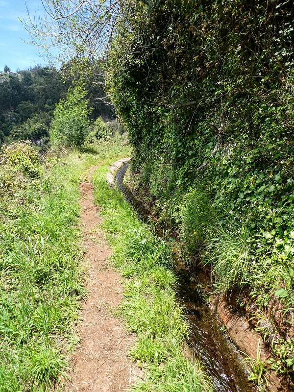 11.05.2019 Levadasuche in Gaula — Von Pico de Gaula zur Treppe an der Tornos — Foto 7