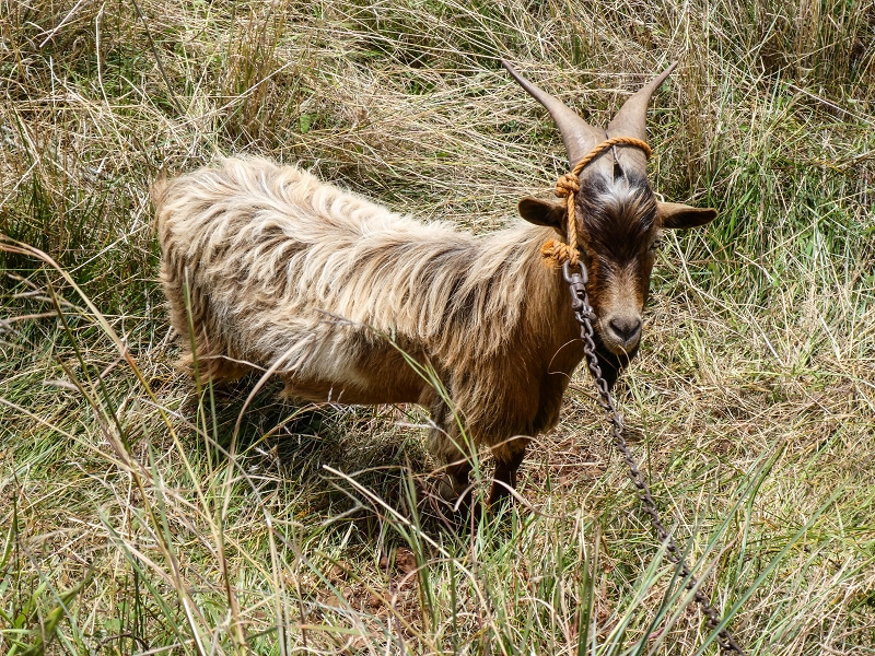 11.05.2019 Levadasuche in Gaula — Zurück nach Pico de Gaula — Foto 9
