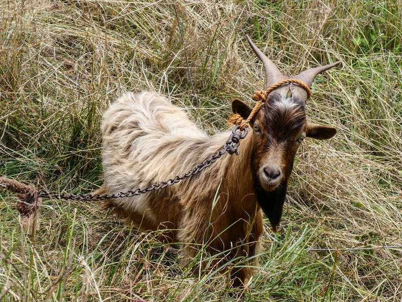 11.05.2019 Levadasuche in Gaula — Zurück nach Pico de Gaula — Foto 10