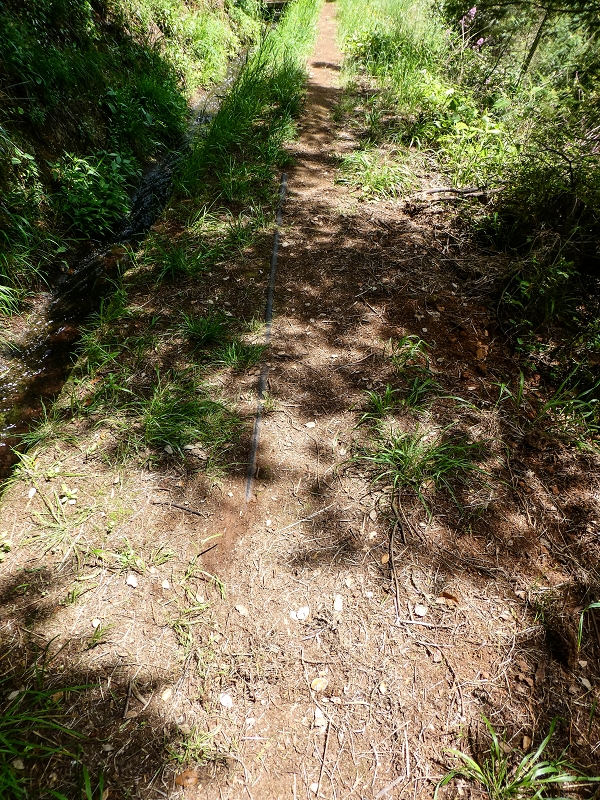 11.05.2019 Levadasuche in Gaula — Zurück nach Pico de Gaula — Foto 12
