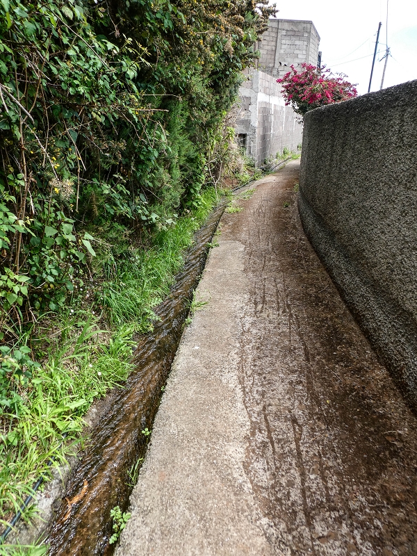 11.05.2019 Levadasuche in Gaula — Zurück nach Pico de Gaula — Foto 15