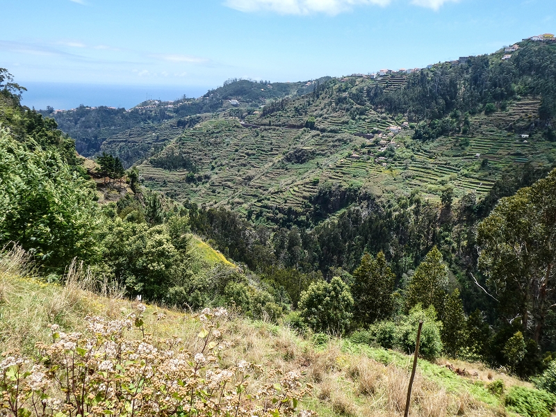 11.05.2019 Levadasuche in Gaula — Von Pico de Gaula zur Treppe an der Tornos — Foto 8