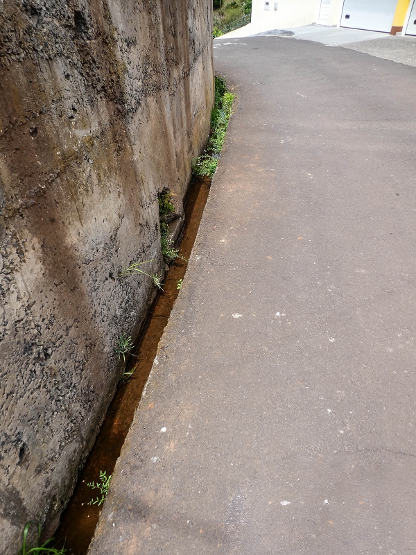11.05.2019 Levadasuche in Gaula — Weiter auf dem Hauptast bis zum Ende — Foto 4