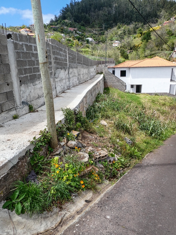 11.05.2019 Levadasuche in Gaula — Weiter auf dem Hauptast bis zum Ende — Foto 5