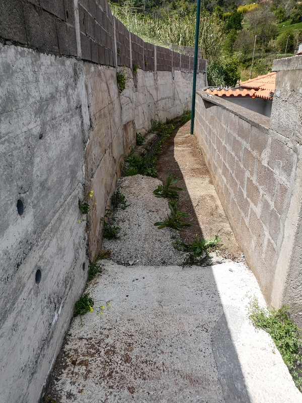 11.05.2019 Levadasuche in Gaula — Weiter auf dem Hauptast bis zum Ende — Foto 6