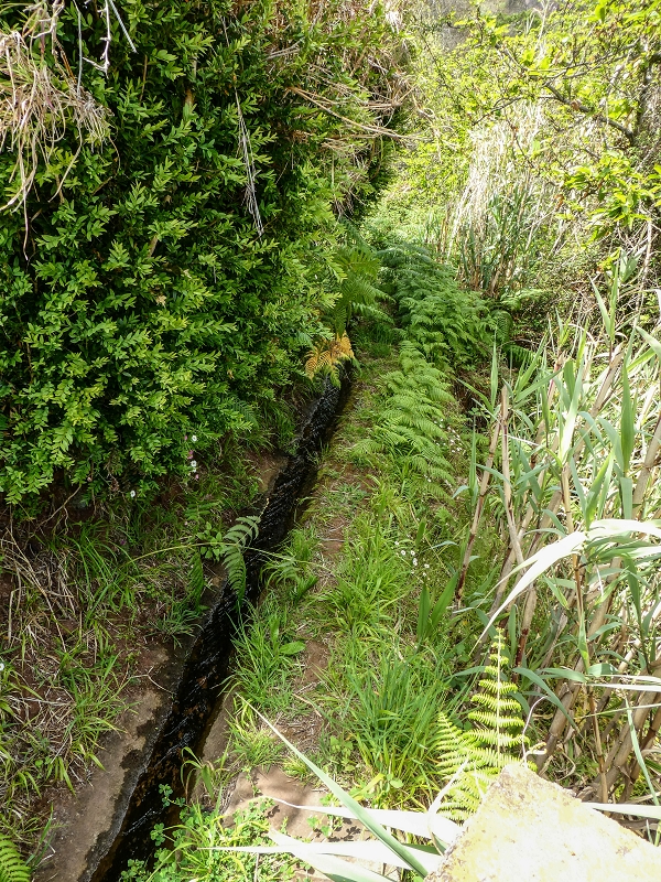 11.05.2019 Levadasuche in Gaula — Weiter auf dem Hauptast bis zum Ende — Foto 9