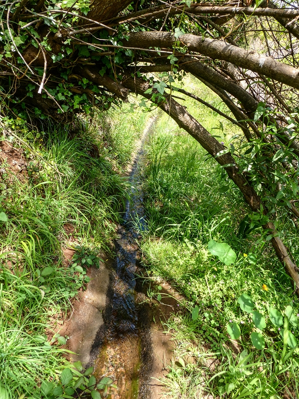 11.05.2019 Levadasuche in Gaula — Weiter auf dem Hauptast bis zum Ende — Foto 16