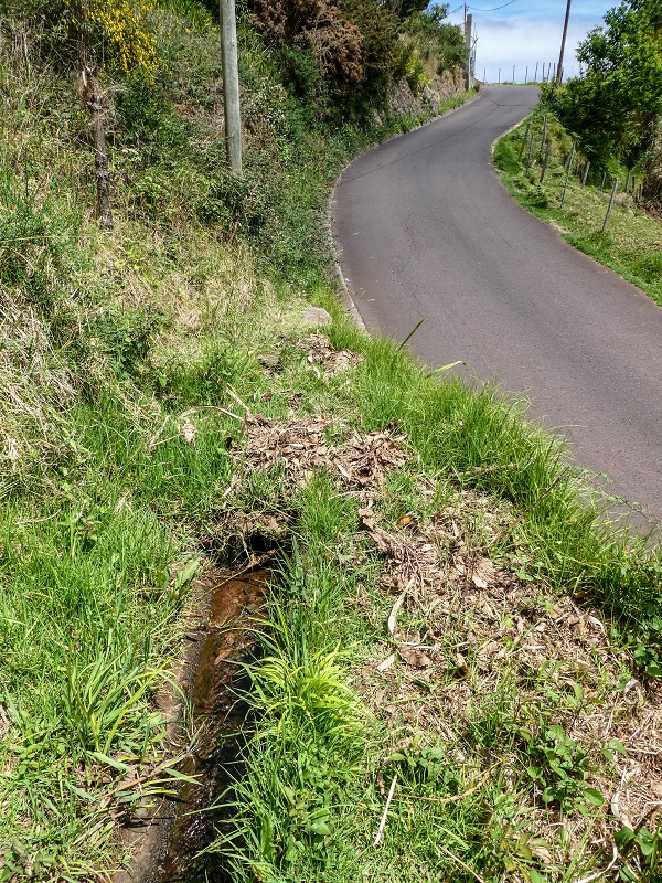 11.05.2019 Levadasuche in Gaula — Weiter auf dem Hauptast bis zum Ende — Foto 17