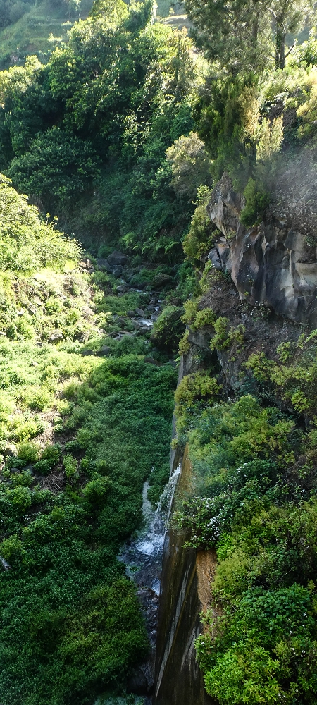 11 de junho de 2022 Volta exigente pelo Rosto Branco — Subida de Rosario à Levada da Faja do Rodrigues — foto 1