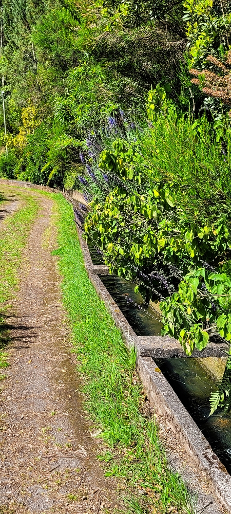 11 de junho de 2022 Volta exigente pelo Rosto Branco — Levada da Faja do Rodrigues — foto 2