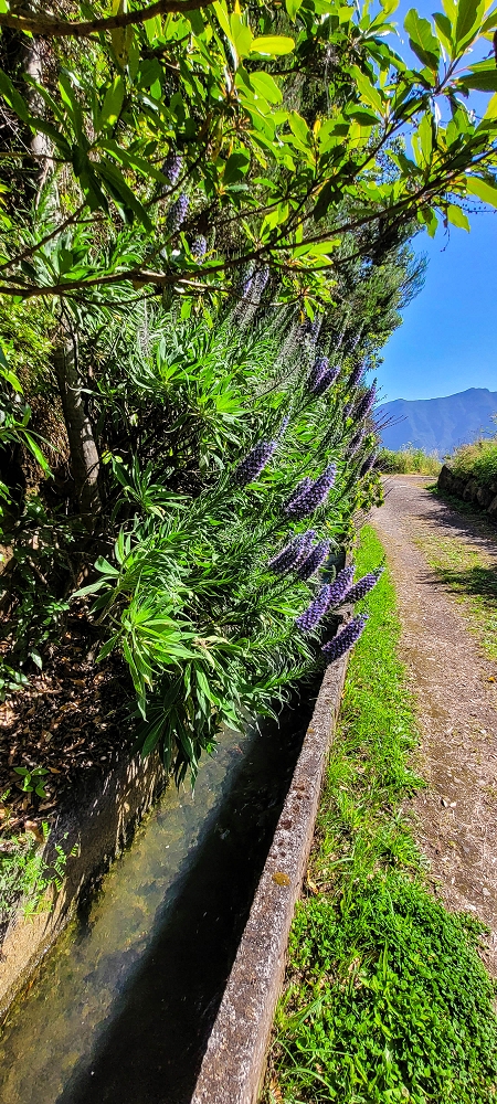 11 de junho de 2022 Volta exigente pelo Rosto Branco — Levada da Faja do Rodrigues — foto 1