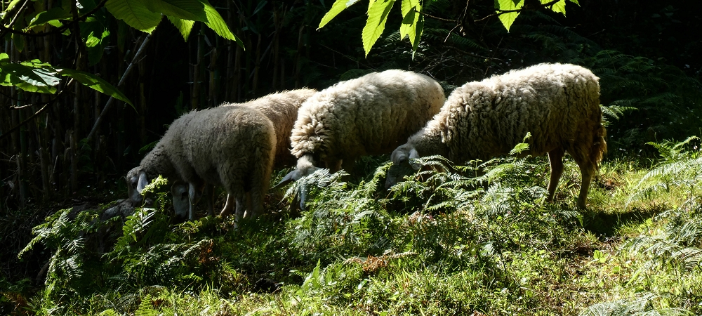 11 de junho de 2022 Volta exigente pelo Rosto Branco — Subida de Rosario à Levada da Faja do Rodrigues — foto 2