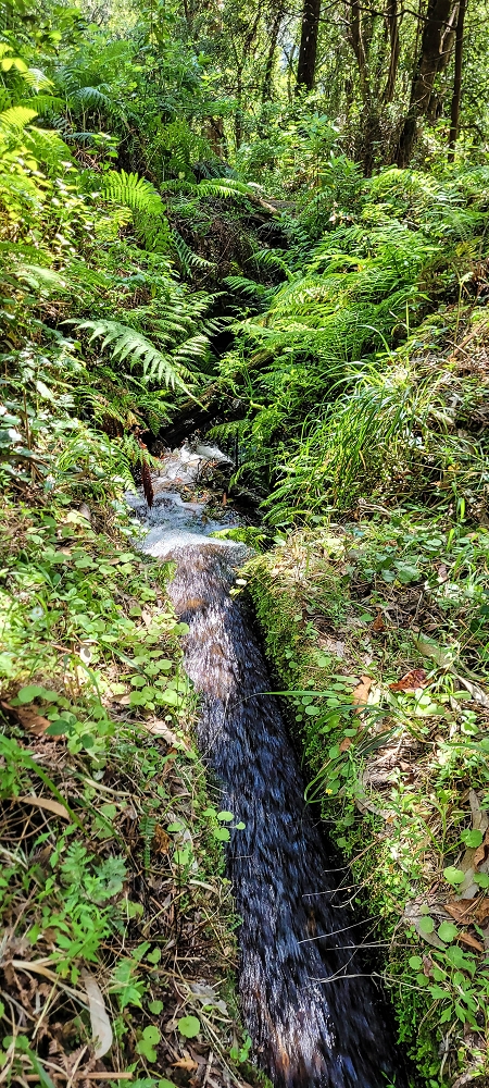 11 de junho de 2022 Volta exigente pelo Rosto Branco — Levada dos Agrioes paralela ao caminho de subida à Levada do Norte — foto 1