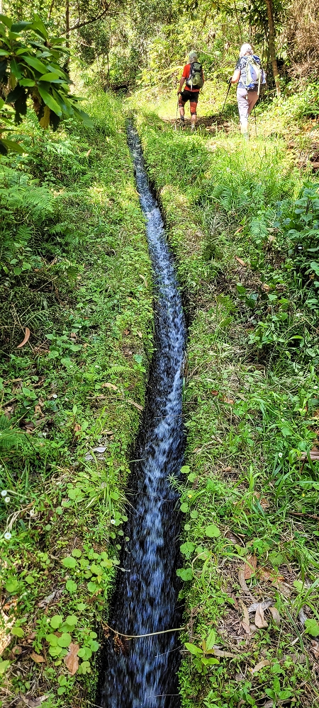 11 de junho de 2022 Volta exigente pelo Rosto Branco — Levada dos Agrioes paralela ao caminho de subida à Levada do Norte — foto 2