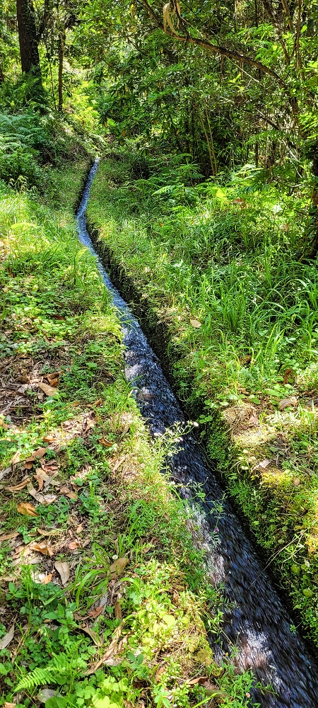 11 de junho de 2022 Volta exigente pelo Rosto Branco — Levada dos Agrioes paralela ao caminho de subida à Levada do Norte — foto 3