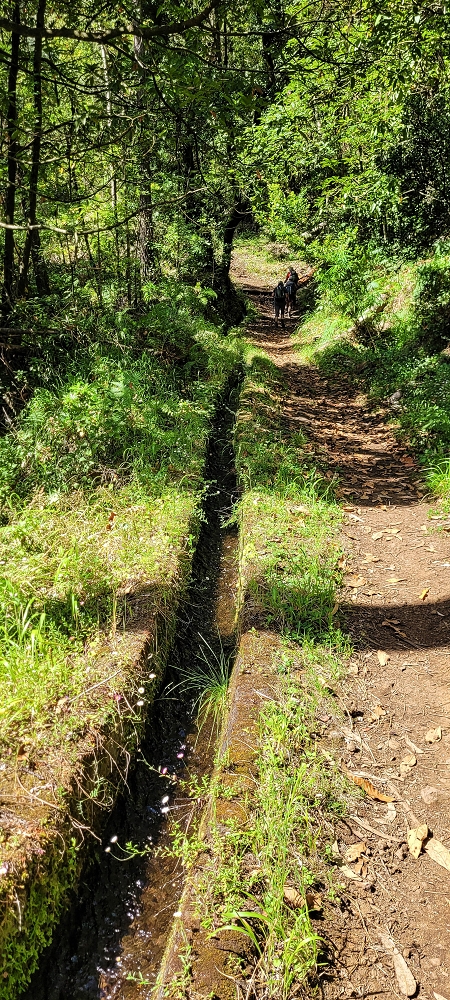 11 de junho de 2022 Volta exigente pelo Rosto Branco — Levada dos Agrioes paralela ao caminho de subida à Levada do Norte — foto 4
