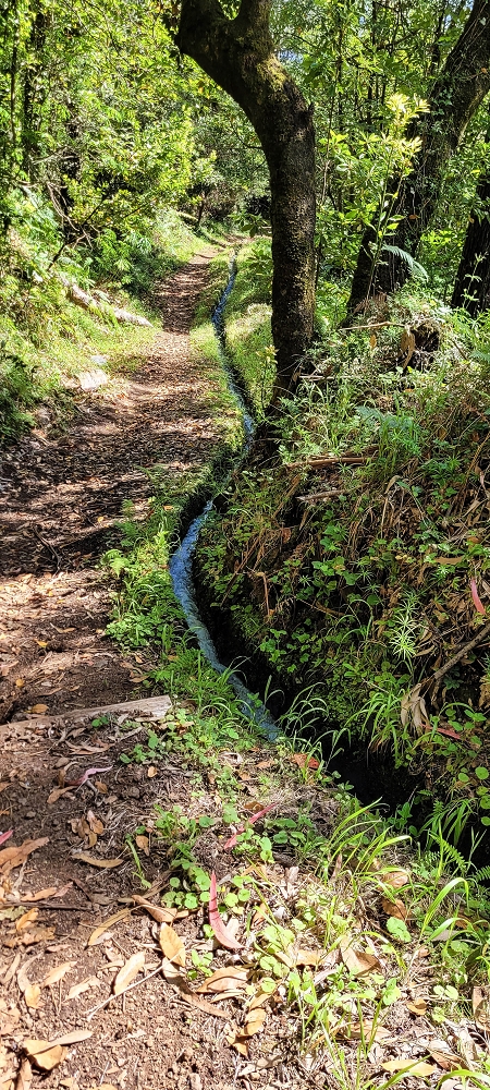11 de junho de 2022 Volta exigente pelo Rosto Branco — Levada dos Agrioes paralela ao caminho de subida à Levada do Norte — foto 5