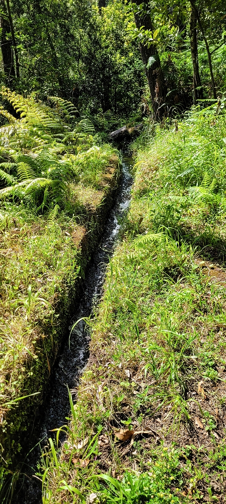 11 de junho de 2022 Volta exigente pelo Rosto Branco — Levada dos Agrioes paralela ao caminho de subida à Levada do Norte — foto 6