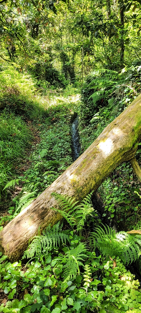 11 de junho de 2022 Volta exigente pelo Rosto Branco — Na Levada dos Agrioes até à segunda Madre — foto 4