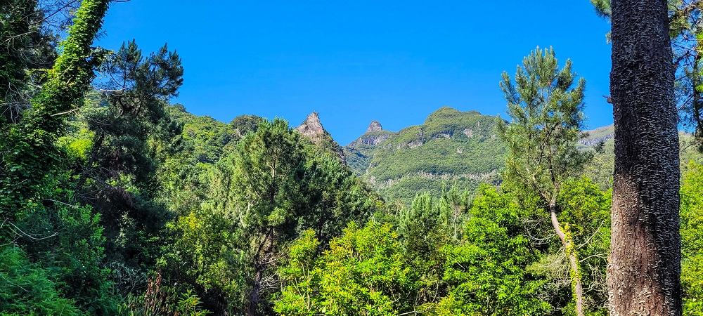 11 de junho de 2022 Volta exigente pelo Rosto Branco — Subida de Rosario à Levada da Faja do Rodrigues — foto 3