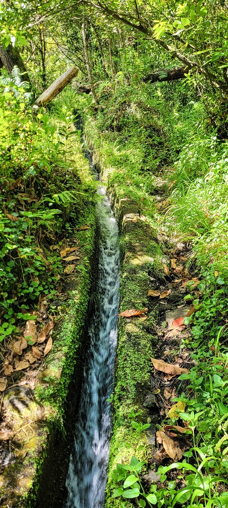 11 de junho de 2022 Volta exigente pelo Rosto Branco — Na Levada dos Agrioes até à segunda Madre — foto 5