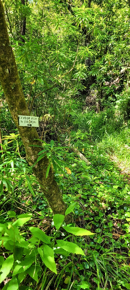 11 de junho de 2022 Volta exigente pelo Rosto Branco — Na Levada dos Agrioes até à segunda Madre — foto 6