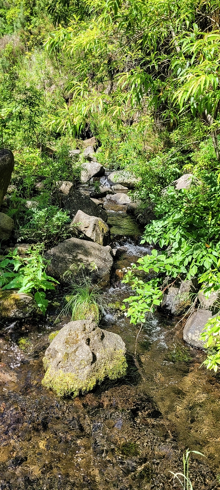 11 de junho de 2022 Volta exigente pelo Rosto Branco — Na Levada dos Agrioes até à segunda Madre — foto 9