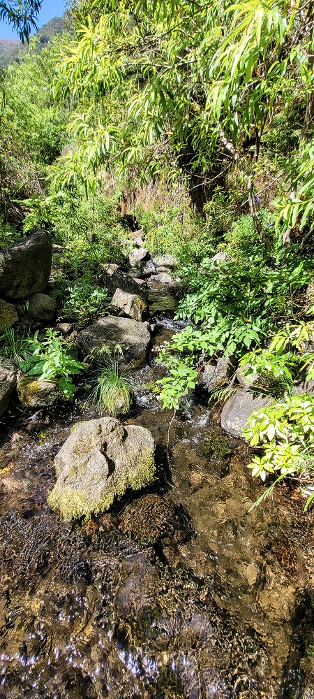 11 de junho de 2022 Volta exigente pelo Rosto Branco — Na Levada dos Agrioes até à segunda Madre — foto 13