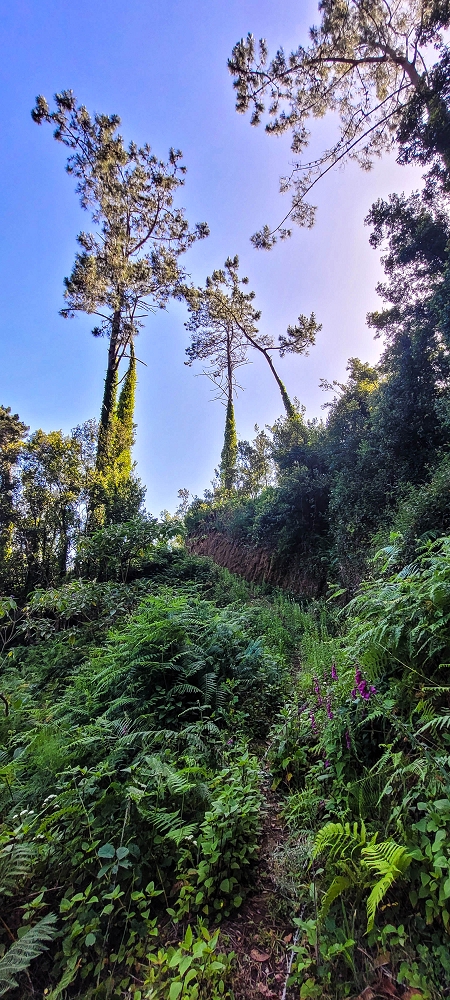 11 de junho de 2022 Volta exigente pelo Rosto Branco — Subida de Rosario à Levada da Faja do Rodrigues — foto 4