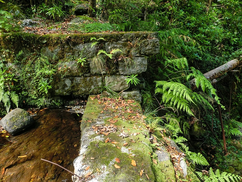 11 de junho de 2022 Volta exigente pelo Rosto Branco — A primeira Madre da Levada dos Agrioes — foto 2