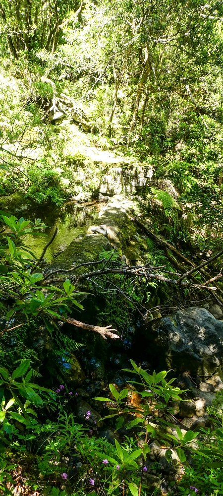 11 de junho de 2022 Volta exigente pelo Rosto Branco — A primeira Madre da Levada dos Agrioes — foto 3