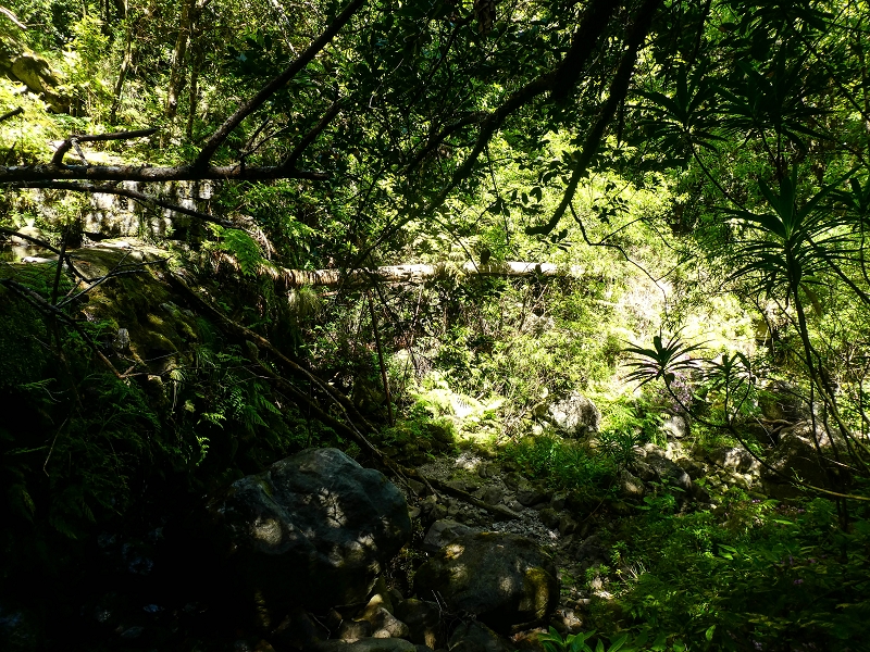 11 de junho de 2022 Volta exigente pelo Rosto Branco — A primeira Madre da Levada dos Agrioes — foto 4