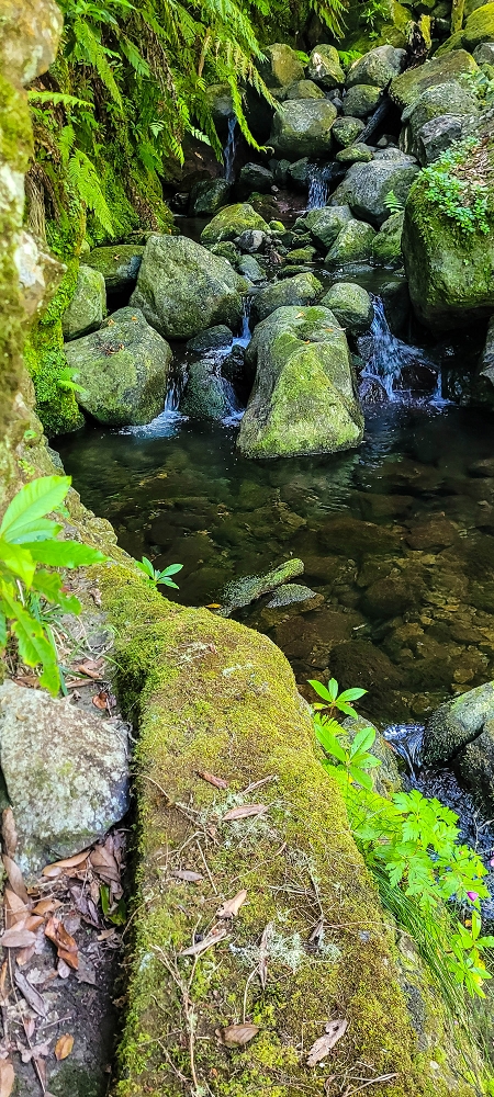 11 de junho de 2022 Volta exigente pelo Rosto Branco — A primeira Madre da Levada dos Agrioes — foto 5