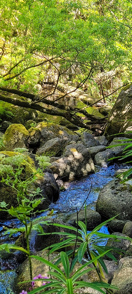 11 de junho de 2022 Volta exigente pelo Rosto Branco — A primeira Madre da Levada dos Agrioes — foto 6