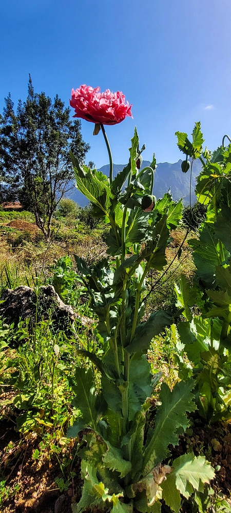 11 de junho de 2022 Volta exigente pelo Rosto Branco — Subida de Rosario à Levada da Faja do Rodrigues — foto 5
