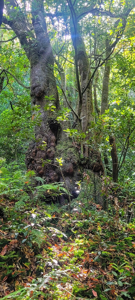 11 de junho de 2022 Volta exigente pelo Rosto Branco — Visita às duas árvores gigantes — foto 3