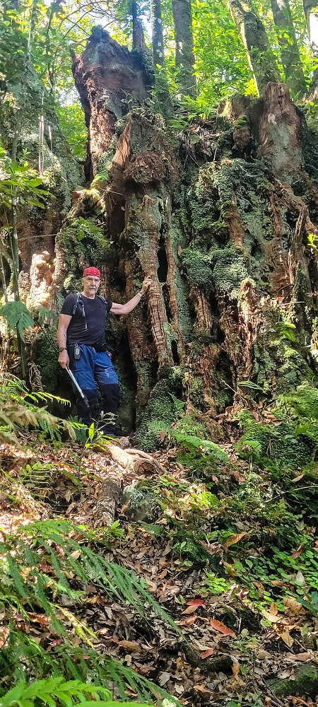 11 de junho de 2022 Volta exigente pelo Rosto Branco — Visita às duas árvores gigantes — foto 5