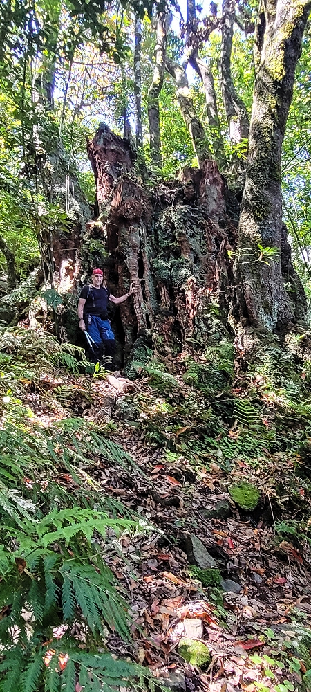 11 de junho de 2022 Volta exigente pelo Rosto Branco — Visita às duas árvores gigantes — foto 6