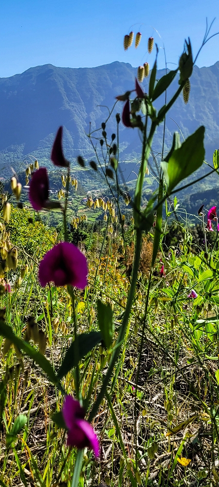 11 de junho de 2022 Volta exigente pelo Rosto Branco — Subida de Rosario à Levada da Faja do Rodrigues — foto 6