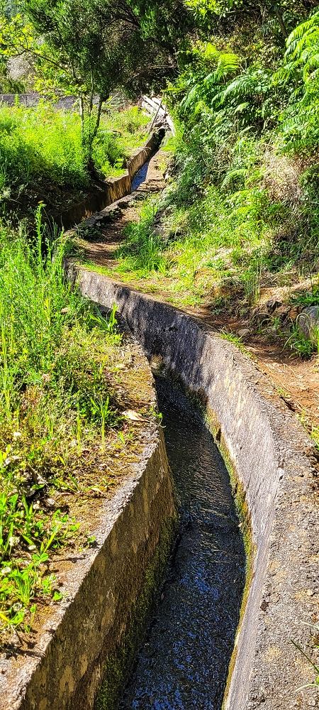 11 de junho de 2022 Volta exigente pelo Rosto Branco — Subida de Rosario à Levada da Faja do Rodrigues — foto 9