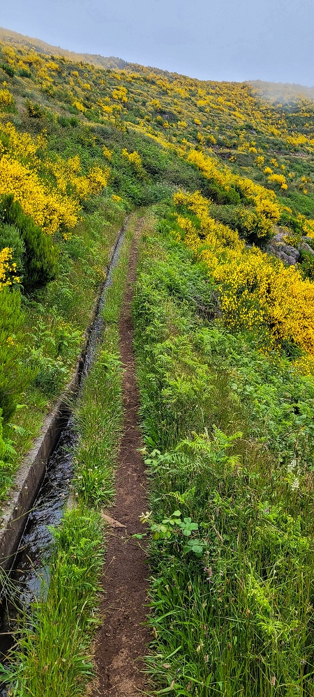 11.06.2024 Levada do Paul - Unter Windrädern — Im Ginstermeer bis zur neuen Madre — Foto 8