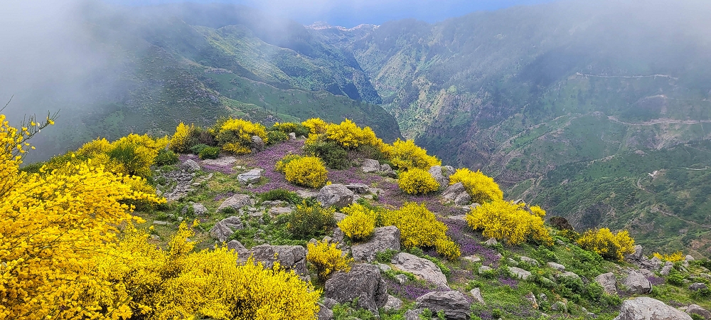 11.06.2024 Levada do Paul - Unter Windrädern — Weiter bis zur alten Madre und hoch zur Faja Redonda — Foto 1