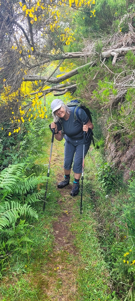 11.06.2024 Levada do Paul - Unter Windrädern — Weiter bis zur alten Madre und hoch zur Faja Redonda — Foto 2
