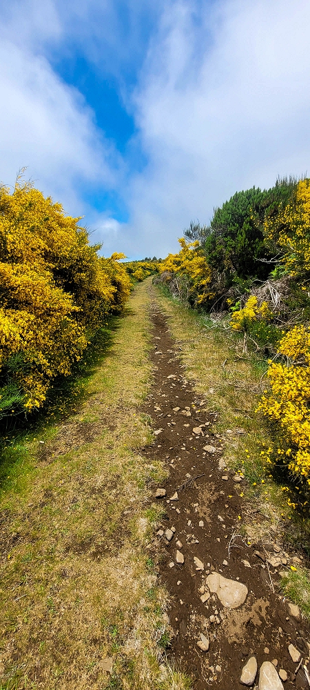 11.06.2024 Levada do Paul - Unter Windrädern — Auf der Piste zu den neuen Windrädern und zurück zum Ausgangspunkt — Foto 4