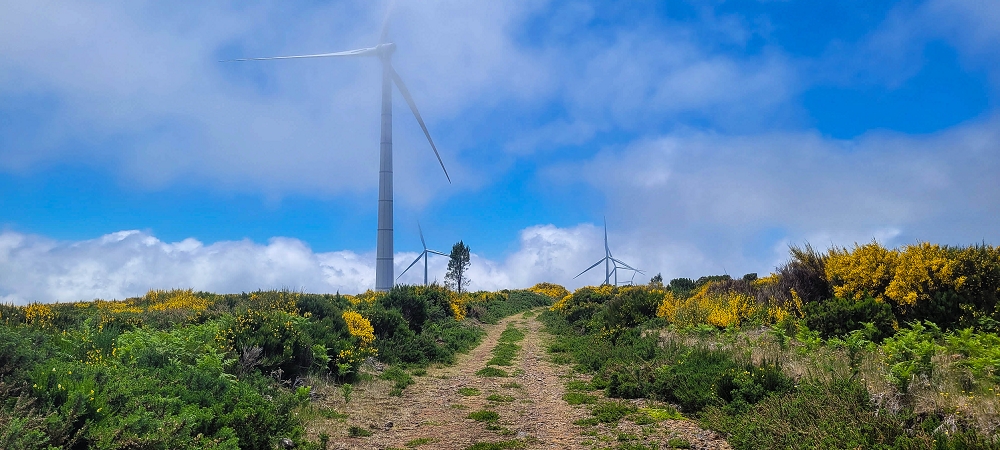 11.06.2024 Levada do Paul - Unter Windrädern — Auf der Piste zu den neuen Windrädern und zurück zum Ausgangspunkt — Foto 6