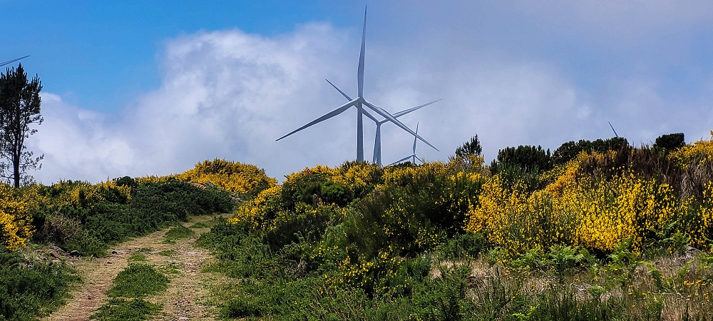 11.06.2024 Levada do Paul - Unter Windrädern — Auf der Piste zu den neuen Windrädern und zurück zum Ausgangspunkt — Foto 7