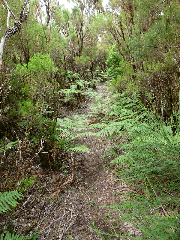 11 July 2018 From the Fanal road via Relvinha to the Levada do Seixal and ascent via the Levada do Norte to Paul da Serra — Relvinha descent — photo 1